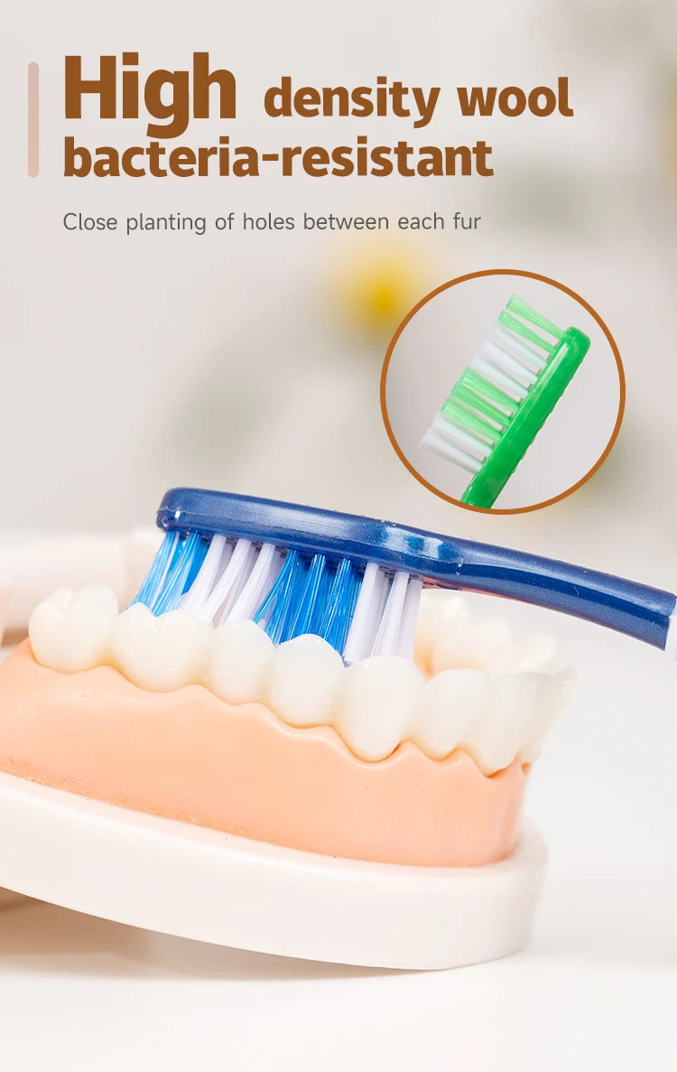 Gros plan d'une brosse à dents manuelle bleu et vert à côté d'un modèle de dents, mettant en évidence la laine de bactérie ha