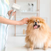 Eine Person benutzt ein professionelles ionisches Haartrockner mit Diffusor auf einem flauschigen goldenen Hund.