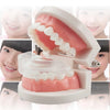 A silicone dental alignment trainer showing a pink dental model and clear aligners for correcting teeth alignment.